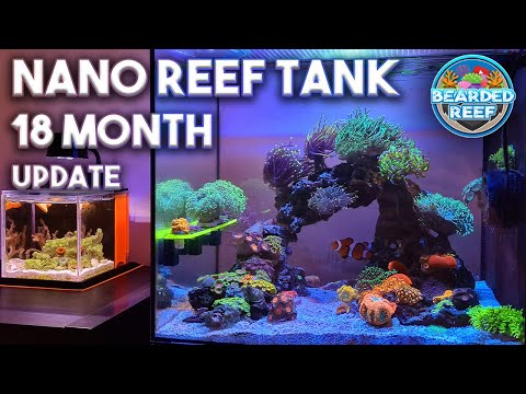 Nano Reef Tank 18 Month Update – Waterbox Peninsula Mini 15g