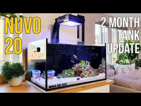 Nano Reef Tank – 2 Month Update on the Innovative Marine 20 Gallon Reef Tank – Saltwater Aquarium