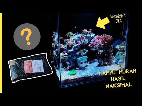 Nano Reef Tank: Expensive vs Cheap Lights? Results?