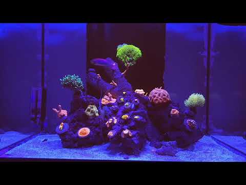 **NANO REEF TANK** RED SEA REEFER 170 – MONTH 6