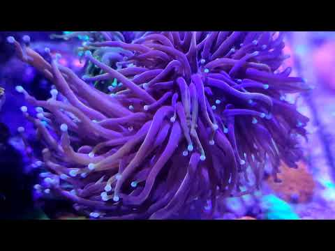 Nano Reef Tank: Selamat Tinggal DIY