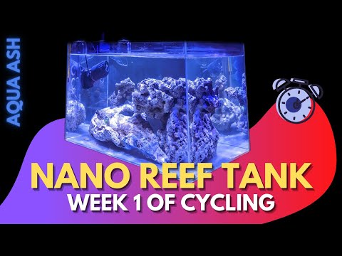 Nano Reef Tank | Startup Week 1 | No Skimmer | 10 Gallons