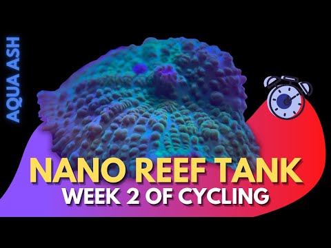 Nano Reef Tank | Week 2 | No Skimmer | Cycling