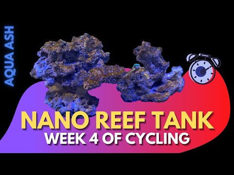 Nano Reef Tank | Week 4 | No Skimmer | Diatoms