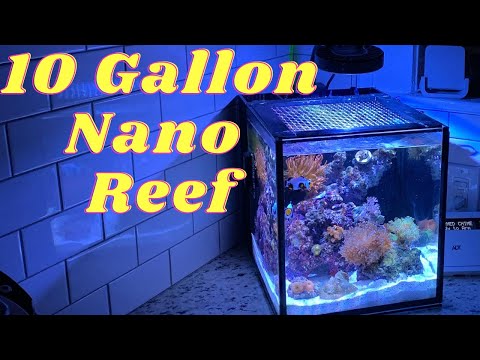 Nano Reef Update!  Innovative marine 10 gallon