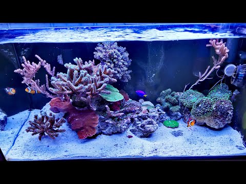 Nano Reef Vlog | Aquarium for Relaxation 4K UHD 60fps (64)