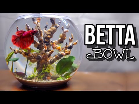Natural Stone Tree Betta Aquarium (3.5 Gallon)