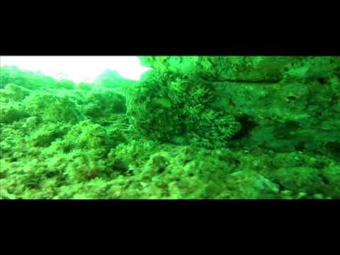 Navarre Sea Reef – Octopus #2