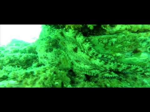 Navarre Sea Reef – Octopus