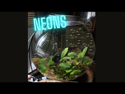 Neon Tetras in BiOrb 16 Gallon #shorts