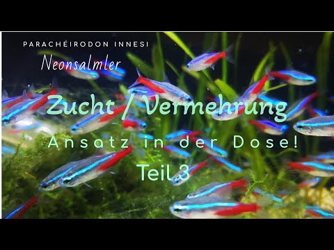 Neonsalmler Zuchtversuch in der Dose! Teil 3, Paracheirodon innesi #Aquarium #Aquaristik #Zucht
