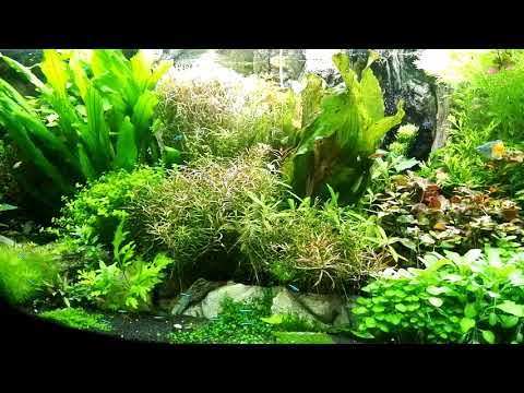Neueinrichtung meines Juwel Aquarium