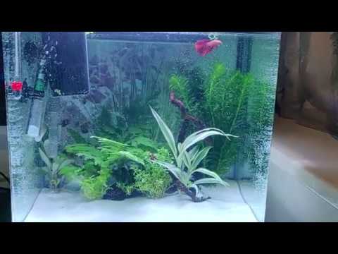 New Betta Fish Tank! (Aqua one Lifestyle 29L)