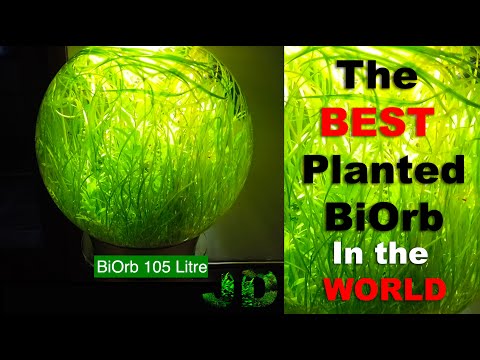New BiOrb Update 8 Months Old Amazing Plant Growth