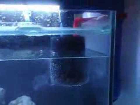 new bubble magus nac5 skimmer