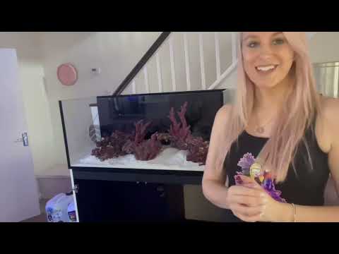 New build Redsea Reefer 350l equipment haul and fill up of new mixed reef tank