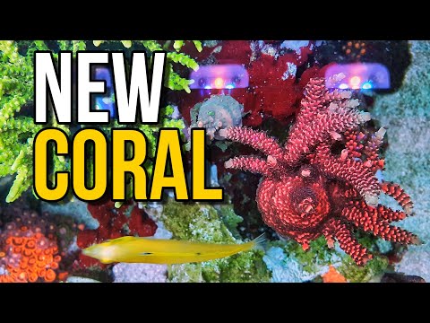 New Coral in the Red Sea Reefer 250 – SPS Dominant Reef Tank – Saltwater Aquarium