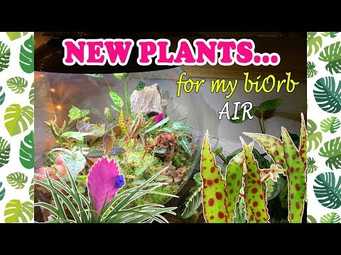 New Eye-catching Plants For My BiOrb AIR Terrarium ??