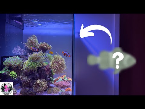 New Fish Added to the Tank! | RED SEA REEFER NANO 28G