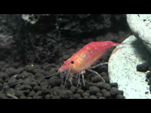 New Fluval Ebi Nano Tank