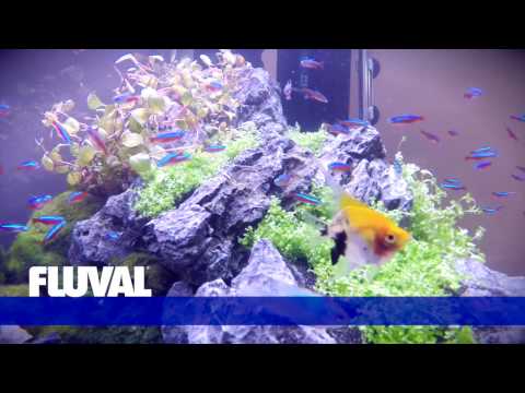 *NEW* Fluval Roma LED Aquariums (Euro Version)