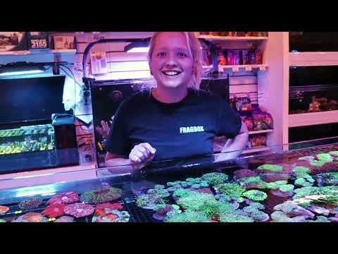 New Indonesian Corals ! Torch, Blasto, Hammers & More