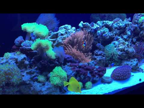 New Innovative Marine SR-80 reef tank!