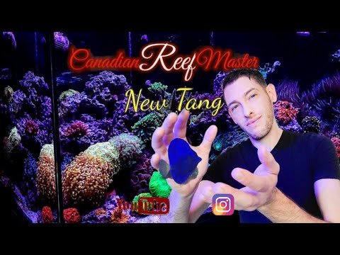 New Purple Tang for the Red Sea Reefer 250 coral Reef Aquarium