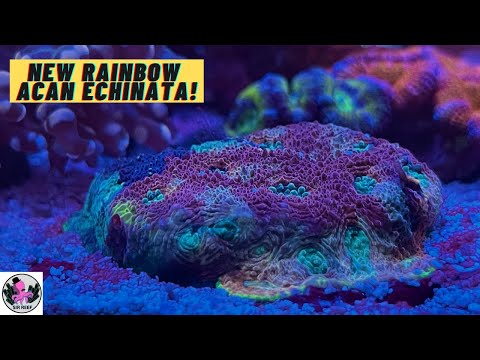 New Rainbow Acan, Cyanobacteria, Tank Update | RED SEA REEFER NANO 28G