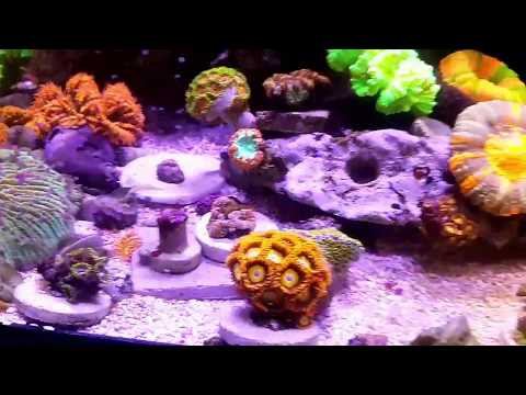 NEW RED SEA REEFER 900XXL