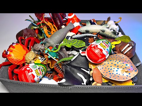 New Sea Animals – Penguin, Crab, Octopus, Turtle, Squid, Seal, Walrus, Orca, Whale, Moray Eel, Ray