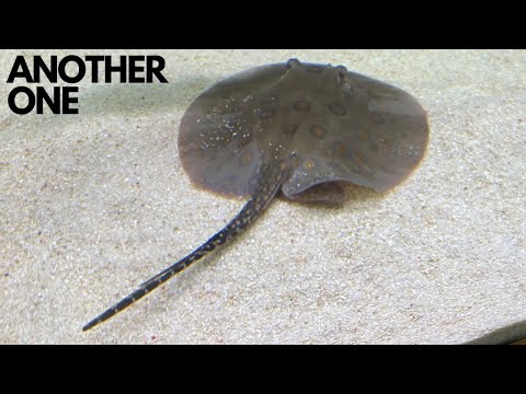 NEW STINGRAY FOR THE FISH ROOM