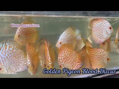 [NEW STOCKS] Trop Aquarium (Singapore) 13.05.2022