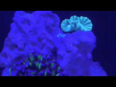 New Tank!!! Innovative Marine Nuvo Fusion 10
