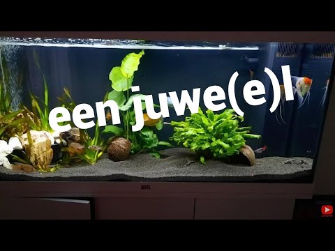 Nog een Juwel rio 180 led review! Wederom een plaatje van een aquarium als je het mij vraagt
