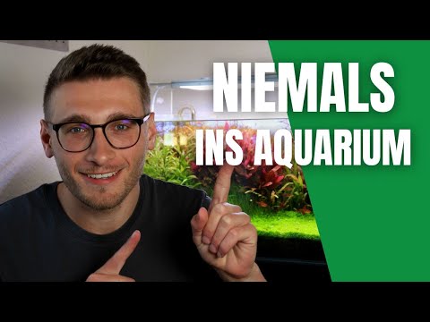 Nutze NIEMALS diese Pflanze in deinem Aquarium? – Aquaristik Kosmos