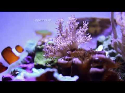 NUVO Nano 8 innovative marine nano reef.