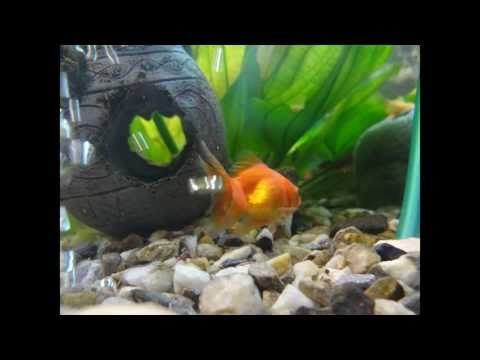O meu Aquário JUWEL AQUARIUM  RIO 180