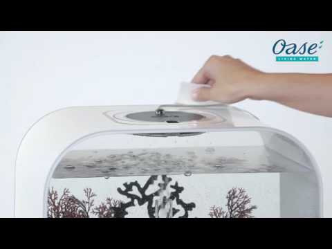 Oase biOrb- Recommended Maintenance