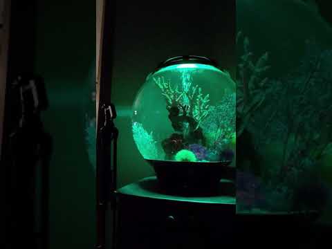 Oase BiOrb Tank at Night