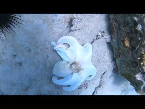 Octopus at the Pyramids September 2021