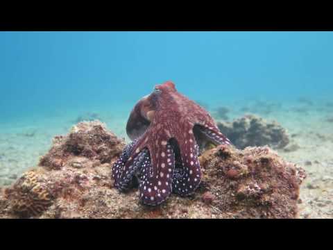 Octopus changes color and texture – Eilat