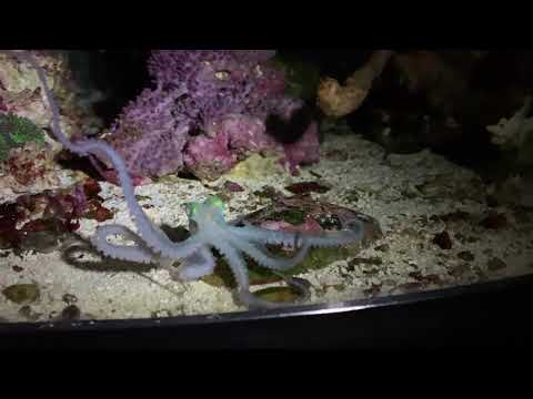OCTOPUS PASSING CLOUD DISPLAY!  Watch as Baby Kraken the Caribbean Reef octopus strobe!