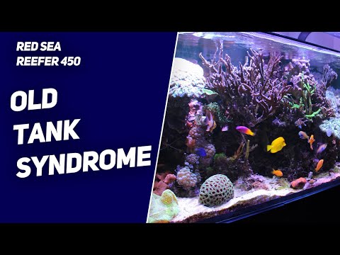 Old Tank Syndrome in the Red Sea reefer 450 Update 14
