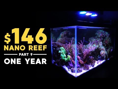 ONE YEAR UPDATE!! ㊗ $146 Nano Reef (Part 9)