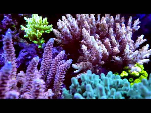 Only 2x Kessil a360x Sunrise