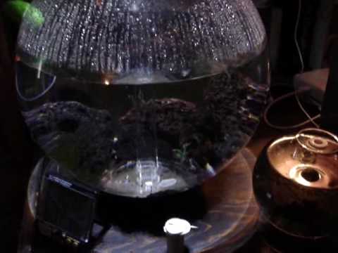 Opae'ula Hawaiian red shrimp in Biorb tank. Micro lobsters, Halocaridina ruba, Ecosphere