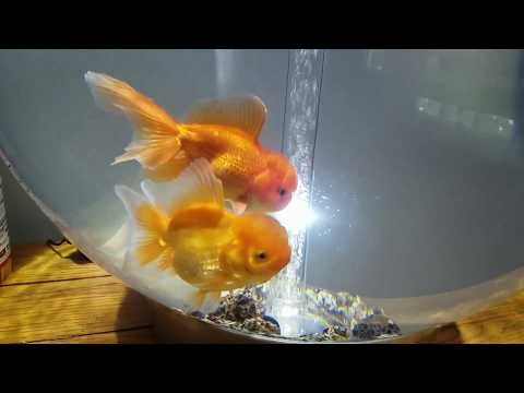 Oranda Goldfish from PetSmart – Biorb 60l