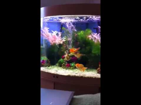 Oranda goldfish in a 190 litre juwel tank