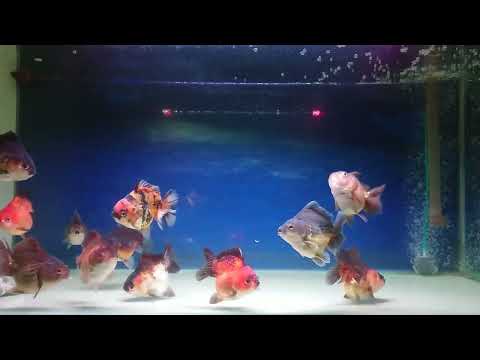 Oranda Goldfish
